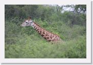 07AkagaraPMGameDrive - 06 * Giraffe (Twiga).